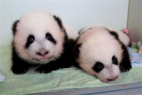 Update Zoo Atlanta Announces Names Of Panda Twins Zooborns