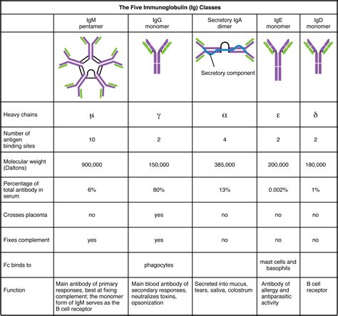 Difference Between Immunoglobulin And Antibody Definition Structure