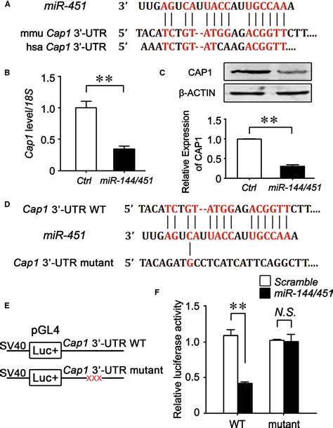 cap1 a target of mir‐144 451 negatively regulates erythroid differentiation and enucleation