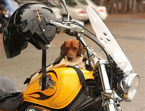 T bags makes a nice motorcycle pet carrier for when you want to take the family pet with you on a road trip or this universal sport bag pet carrier comes with a motorbike connection and can be mounted to your seat. motorcycle carrier - http://www.motorcyclemaintenancetips ...