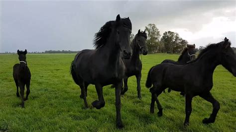 6 Friesian Horses With Their Cute Little Foals Youtube
