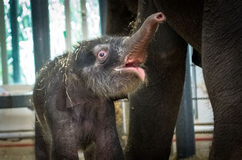 Zoo Welcomes New Baby Elephant Who Survives Immediate Brush With Death