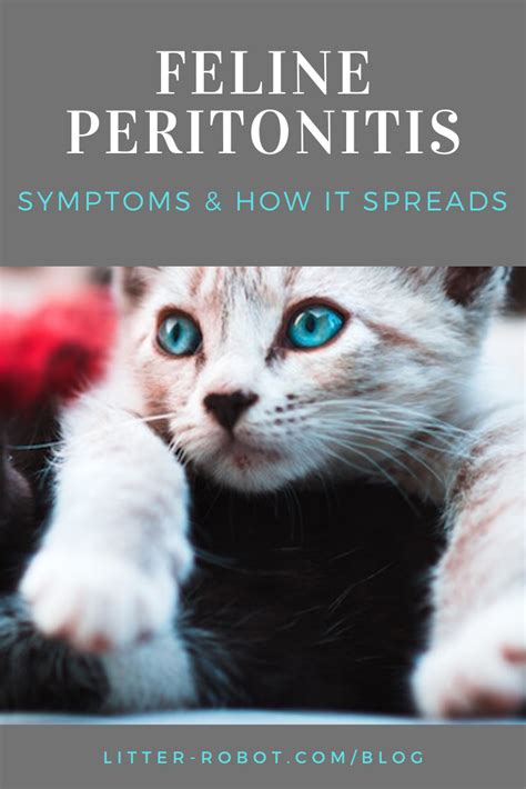 Feline Infectious Peritonitis Symptoms And How It Spreads Litter Robot