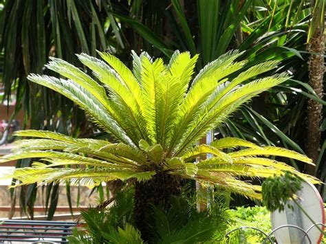 Hardy Palm Trees Palm Tree Varieties For Zone 7 Gardens