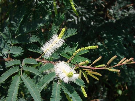 Mimosa Tenuiflora Mimosa Tenuiflora Willdpoir Fabacea Flickr