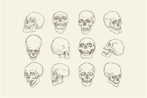 Human Skull Anatomy Pictures Of Head Graphic By Onyxprjart · Creative