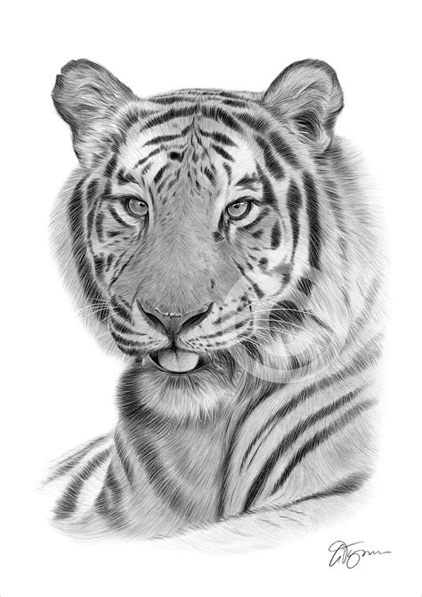 Dibujo A Lápiz Bengal Tiger Print A3a4 Tamaños Firmado Por El Artista