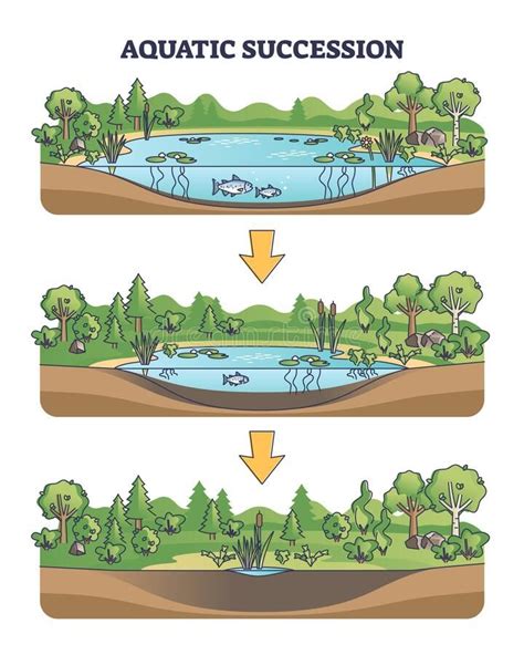 Aquatic Succession And Ecological Pond Drying Process Stages Outline