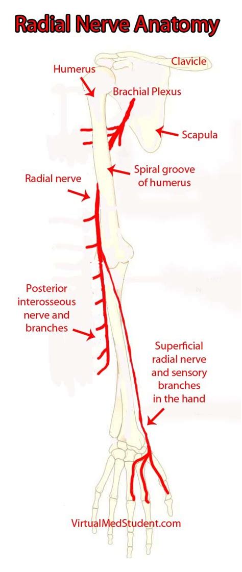 Radial Nerve Radial Nerve Medical Anatomy Nerve Anatomy