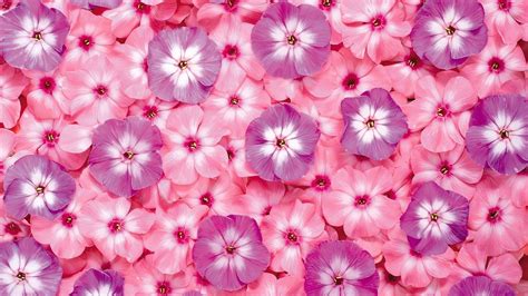 Vintage Pink Flower Wallpapers Top Free Vintage Pink Flower