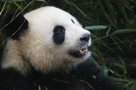 8 Interesting Facts About Giant Pandas Facts About All