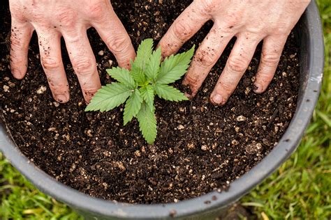 How to grow autoflowering cannabis outdoors? - Auto Seeds