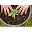 How To Grow Autoflowering Cannabis Outdoors  Auto Seeds