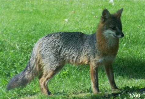 Grey Fox In Lapeer Mi Fox Lapeer Michigan Grey Fox