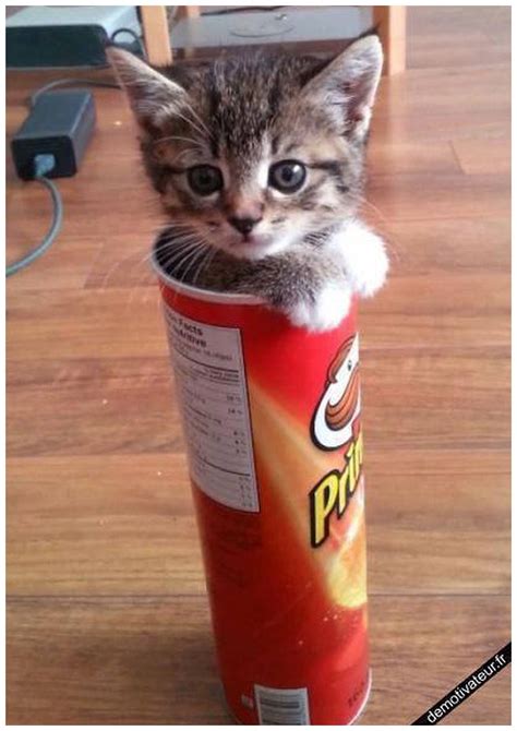 20 Best Funny Pictures Of Cats And Kittens