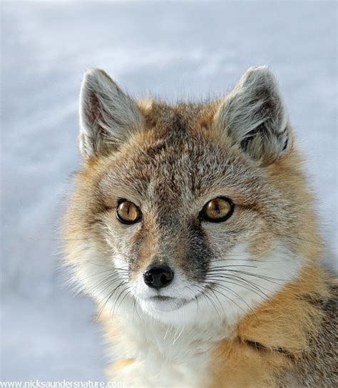 Swift Fox Swift Fox Fox Most Beautiful Animals