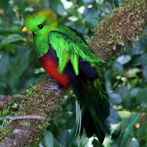 Quetzal Photograph By Heiko Koehrer Wagner