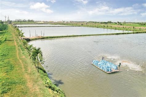 Experiencing The Pangasius Farm In The Mekong Delta Is Such A Serene