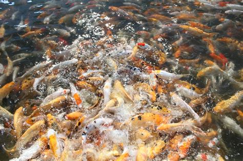 Cara membuka sekrup tanpa obeng. Cerita Yna: Tuaran Crocodile Farm - Best