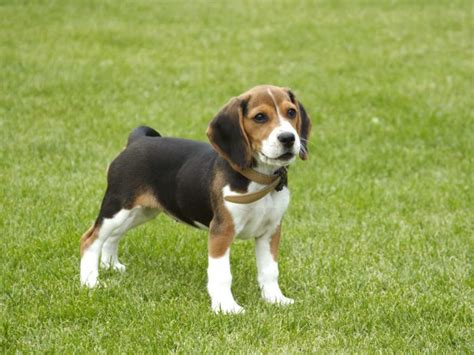 Beagle Hund Rasseportrait Im Hunde Magazin Zooroyal Magazin