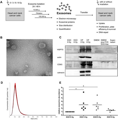 Characterization Of Isolated Exosomes A Scheme Of Exosome Analysis