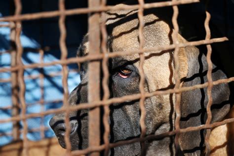 Shocking Data in Greece Reveal Link between Animal Cruelty and Sexual
