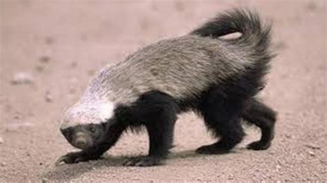 Honey Badger Vs Hyena Hyena Attacking Honey Badger Caught In The Act