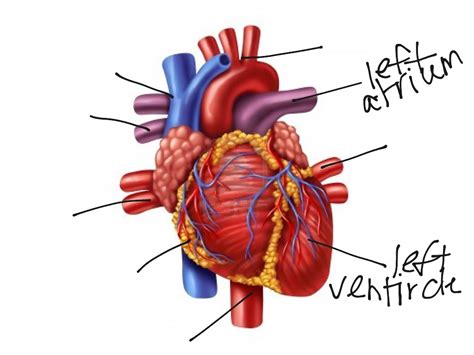 Human Heart Science Biology Anatomy Muscles Showme