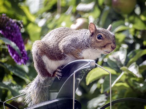 We did not find results for: How To Keep Squirrels Out Of A Raised Garden Bed | Fasci ...