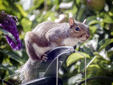 Unfortunately, your soft gardening soil is a prime digging preference and they are highly likely to be starting a digging fest in your. How To Keep Squirrels Out Of A Raised Garden Bed | Fasci ...