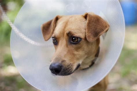How To Take Care Of Your Pet After Surgery Long Island Vet Blog