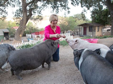 See more ideas about mini pigs, pet pigs, mini potbelly pigs. Woman Provides Sanctuary for 'Orphaned' Potbelly Pigs ...