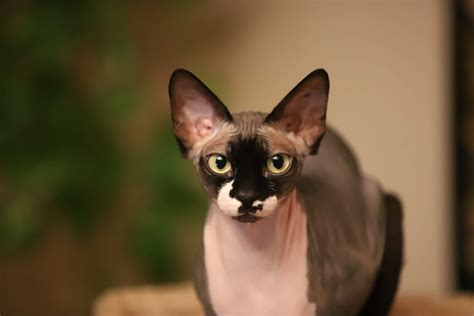 Egyptian Sphynx Cat With Fur Bmp Troll
