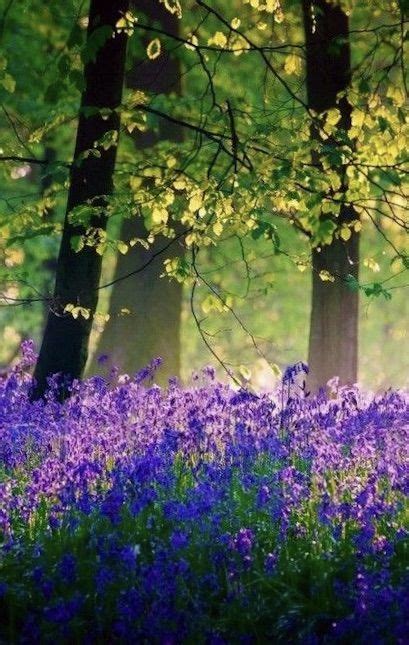 Spring Forrest Scene Beautiful Landscapes Beautiful Nature Nature