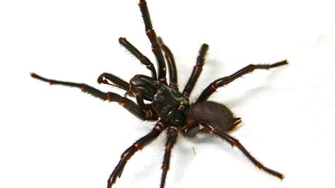 Woman 54 Rushed To Manning Base Hospital With Funnel Web Spider Bite