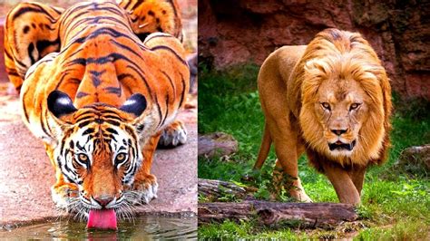 Biggest Wild Cats In The World