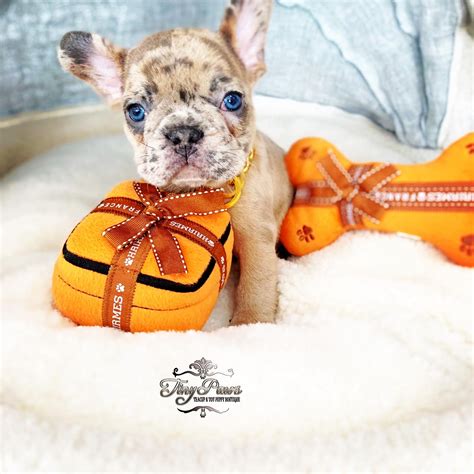 These dogs spread the good vibes wherever they. Cash Tiny Rare Chocolate Fawn Merle French Bulldog - Tiny Paws