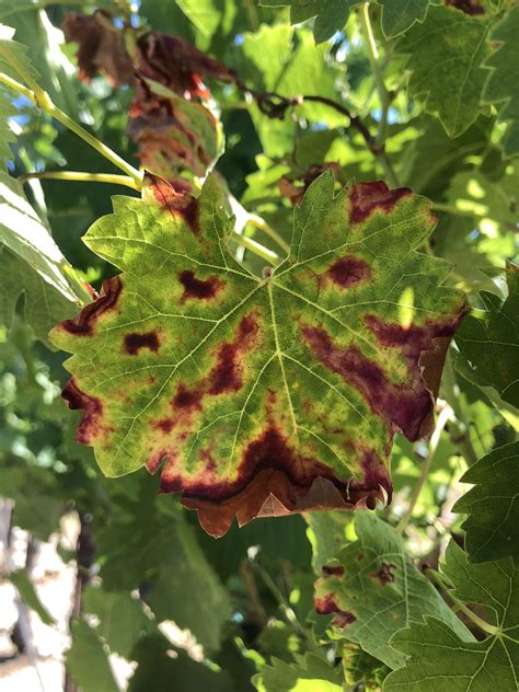 Great Example Of Red Blotch In A Cabernet Franc Vineyard Rviticulture