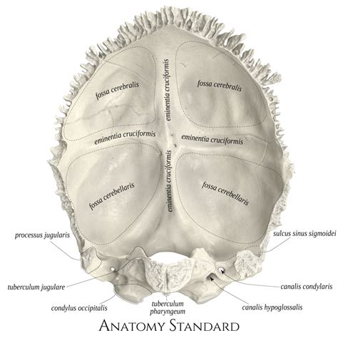 Occipital Bone Anterior View Anatomy Bones Occipital Skull Anatomy