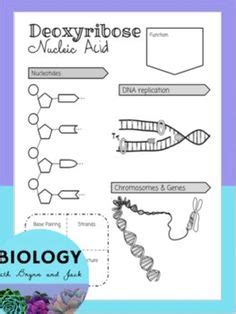 Dna replication worksheet answers free printable worksheets from dna structure and replication review worksheet source mobiappsystems once an employee knows his efforts don t go unnoticed he may want to stretch himself. PBS nova dna worksheet | NOVA Online | Teachers | Student Handout 4 | Cracking the Code of Life ...