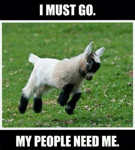 35 Most Funny Goat Meme Pictures And Images