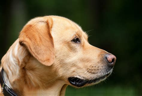 Free Images Puppy Profile Pet Nose Golden Retriever Snout