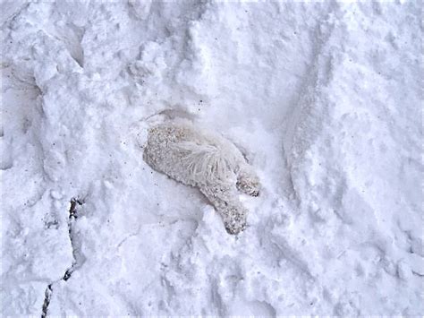 50 Animals Playing In Snow For The First Time Designbump