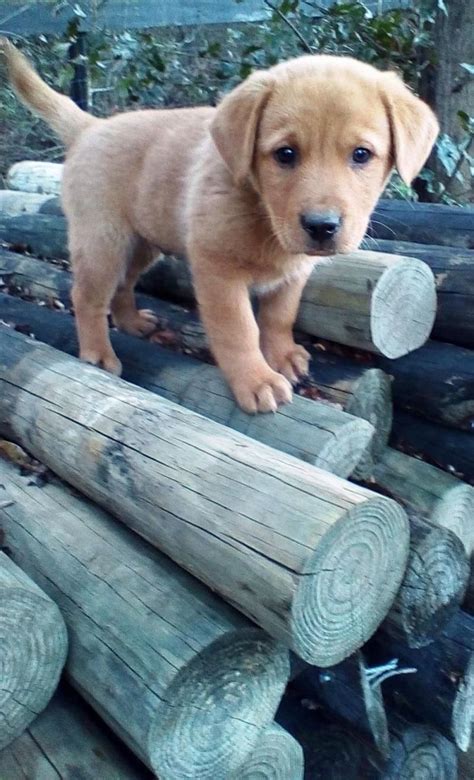 Waiting for the right labrador retriever puppy to adopt is well worth the investment of your time. Golden Retriever Lab Mix Puppies Virginia | Top Dog ...