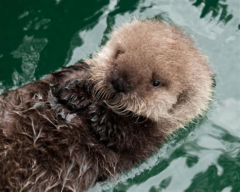 3 Week Old Sea Otter At The Seattle Aquarium The First Sea Otter Birth