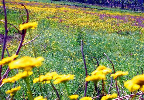 Banco De Imagens Natureza Amarelo Flores Silvestres Flor