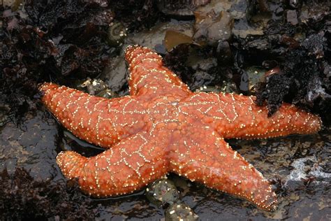 Ochre Sea Star Pisaster Ochraceus A Photo On Flickriver