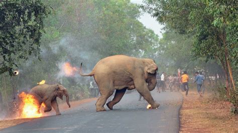 What Are The Causes Of Human Elephant Conflict In India