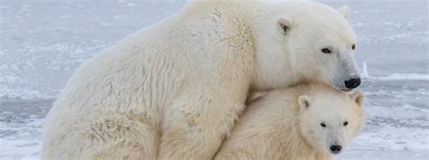 Polar Bears In Churchill Churchill Town And Tundra Enthusiast