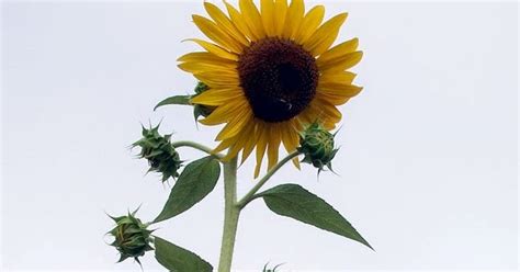 Julie Ann Brady Blog On Sunflower Garden At 9 Feet At 90 Days